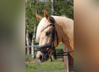 Duitse rijpony, Ruin, 3 Jaar, 144 cm