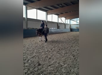 Duitse rijpony, Ruin, 3 Jaar, 144 cm, Gevlekt-paard