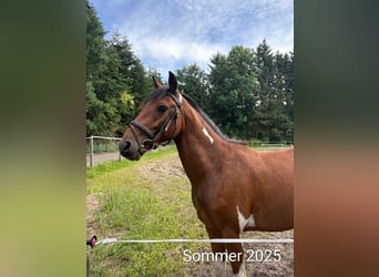 Duitse rijpony, Ruin, 3 Jaar, 144 cm, Gevlekt-paard