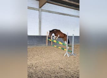 Duitse rijpony, Ruin, 3 Jaar, 144 cm, Gevlekt-paard