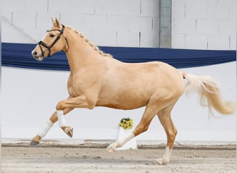 Duitse rijpony, Ruin, 3 Jaar, 144 cm, Palomino