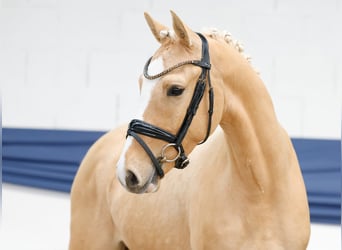 Duitse rijpony, Ruin, 3 Jaar, 144 cm, Palomino