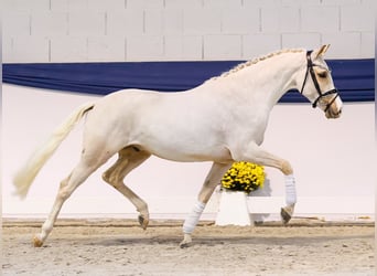 Duitse rijpony, Ruin, 3 Jaar, 144 cm, Palomino