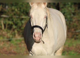 Duitse rijpony, Ruin, 3 Jaar, 144 cm, Schimmel