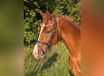 Duitse rijpony, Ruin, 3 Jaar, 144 cm, Vos
