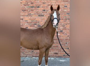 Duitse rijpony, Ruin, 3 Jaar, 144 cm, Vos