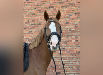 Duitse rijpony, Ruin, 3 Jaar, 144 cm, Vos