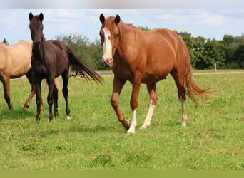 Duitse rijpony Mix, Ruin, 3 Jaar, 144 cm, Vos
