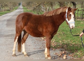 Duitse rijpony Mix, Ruin, 3 Jaar, 144 cm, Vos