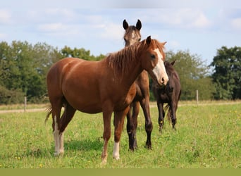 Duitse rijpony Mix, Ruin, 3 Jaar, 144 cm, Vos