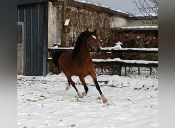 Duitse rijpony, Ruin, 3 Jaar, 145 cm, Bruin