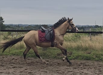 Duitse rijpony, Ruin, 3 Jaar, 145 cm, Buckskin