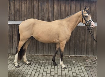 Duitse rijpony, Ruin, 3 Jaar, 145 cm, Buckskin
