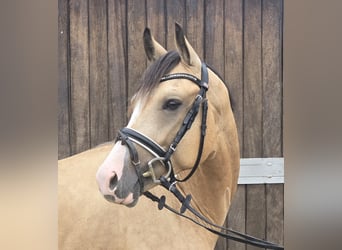Duitse rijpony, Ruin, 3 Jaar, 145 cm, Buckskin