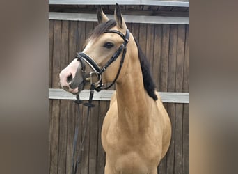 Duitse rijpony, Ruin, 3 Jaar, 145 cm, Buckskin