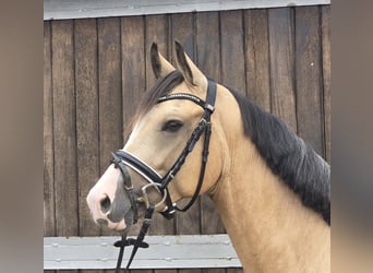 Duitse rijpony, Ruin, 3 Jaar, 145 cm, Buckskin
