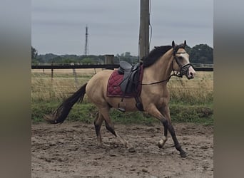 Duitse rijpony, Ruin, 3 Jaar, 145 cm, Buckskin