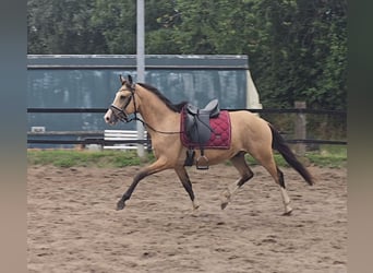 Duitse rijpony, Ruin, 3 Jaar, 145 cm, Buckskin