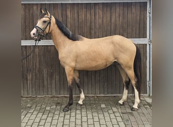 Duitse rijpony, Ruin, 3 Jaar, 145 cm, Buckskin