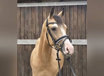Duitse rijpony, Ruin, 3 Jaar, 145 cm, Buckskin