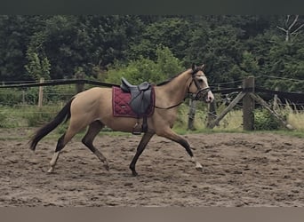 Duitse rijpony, Ruin, 3 Jaar, 145 cm, Buckskin