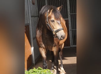 Duitse rijpony, Ruin, 3 Jaar, 145 cm, Buckskin