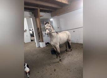 Duitse rijpony, Ruin, 3 Jaar, 145 cm, Buckskin