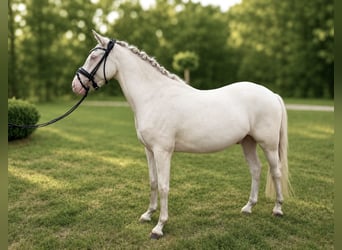 Duitse rijpony, Ruin, 3 Jaar, 145 cm, Cremello