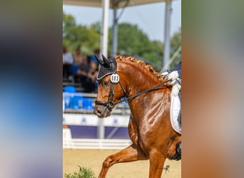 Duitse rijpony, Ruin, 3 Jaar, 145 cm, Donkere-vos