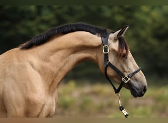 Duitse rijpony, Ruin, 3 Jaar, 145 cm, Falbe