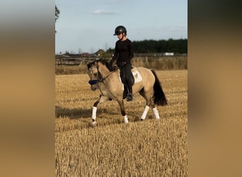 Duitse rijpony, Ruin, 3 Jaar, 145 cm, Falbe