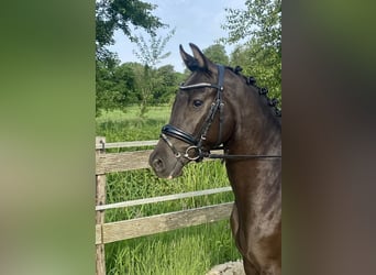 Duitse rijpony, Ruin, 3 Jaar, 145 cm, Falbe