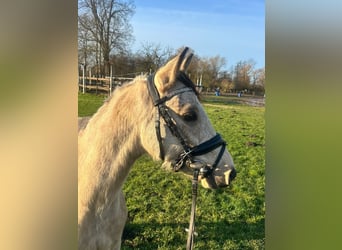 Duitse rijpony, Ruin, 3 Jaar, 145 cm, Falbe