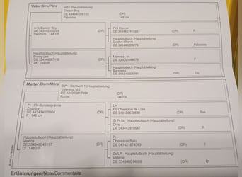 Duitse rijpony, Ruin, 3 Jaar, 145 cm, Palomino