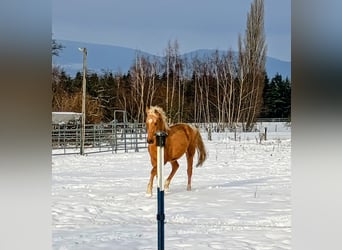 Duitse rijpony, Ruin, 3 Jaar, 145 cm, Palomino