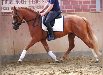 Duitse rijpony, Ruin, 3 Jaar, 145 cm