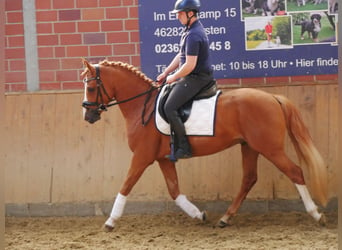 Duitse rijpony, Ruin, 3 Jaar, 145 cm