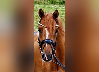 Duitse rijpony, Ruin, 3 Jaar, 145 cm, Red Dun