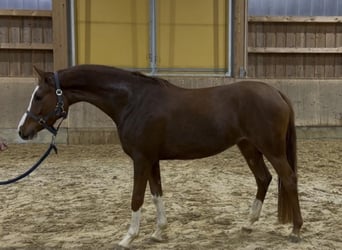 Duitse rijpony, Ruin, 3 Jaar, 145 cm, Vos