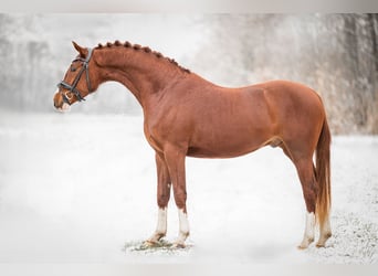 Duitse rijpony, Ruin, 3 Jaar, 145 cm, Vos
