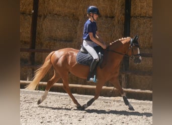 Duitse rijpony, Ruin, 3 Jaar, 145 cm, Vos