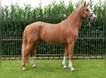 Duitse rijpony, Ruin, 3 Jaar, 145 cm, Vos