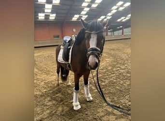 Duitse rijpony, Ruin, 3 Jaar, 146 cm, Bruin