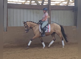 Duitse rijpony, Ruin, 3 Jaar, 146 cm, Buckskin