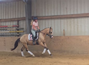 Duitse rijpony, Ruin, 3 Jaar, 146 cm, Buckskin
