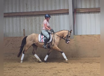Duitse rijpony, Ruin, 3 Jaar, 146 cm, Buckskin