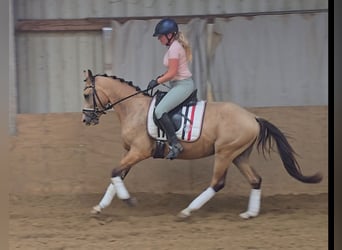 Duitse rijpony, Ruin, 3 Jaar, 146 cm, Buckskin