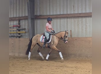 Duitse rijpony, Ruin, 3 Jaar, 146 cm, Buckskin