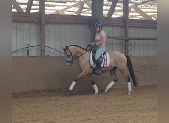 Duitse rijpony, Ruin, 3 Jaar, 146 cm, Buckskin