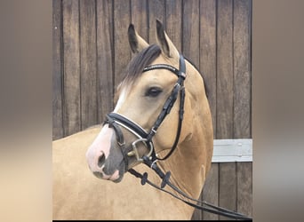 Duitse rijpony, Ruin, 3 Jaar, 146 cm, Buckskin